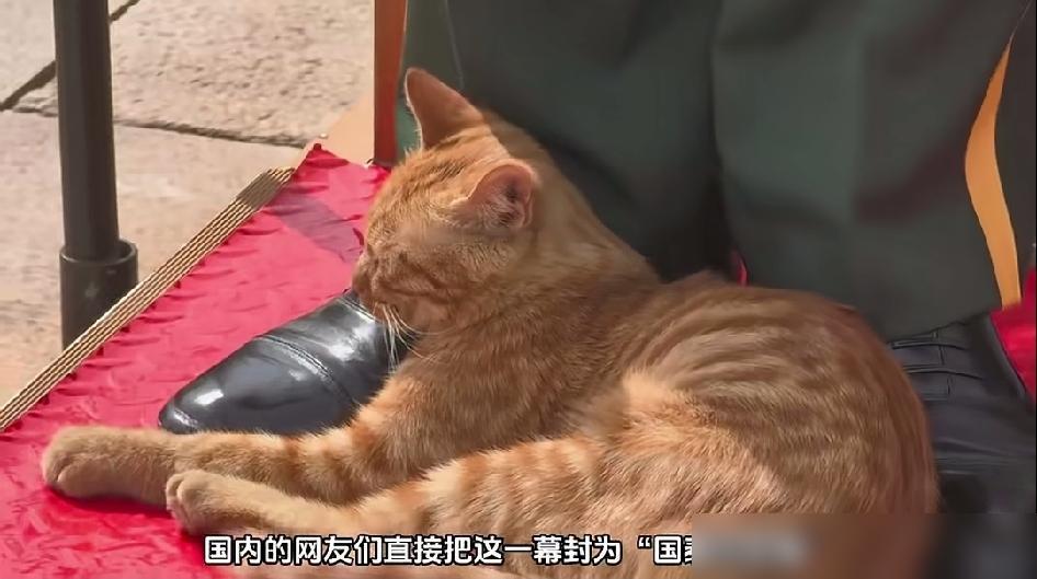 天安门岗哨旁的大橘猫，睡得安逸，这一幕看着真让人放松。这画面最有意思的地方，