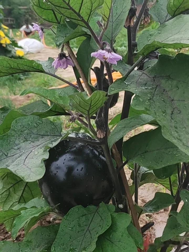 看着自己种的蔬菜，没有农药残留，吃着放心，并且还有满满的成就感农家原生态蔬菜无