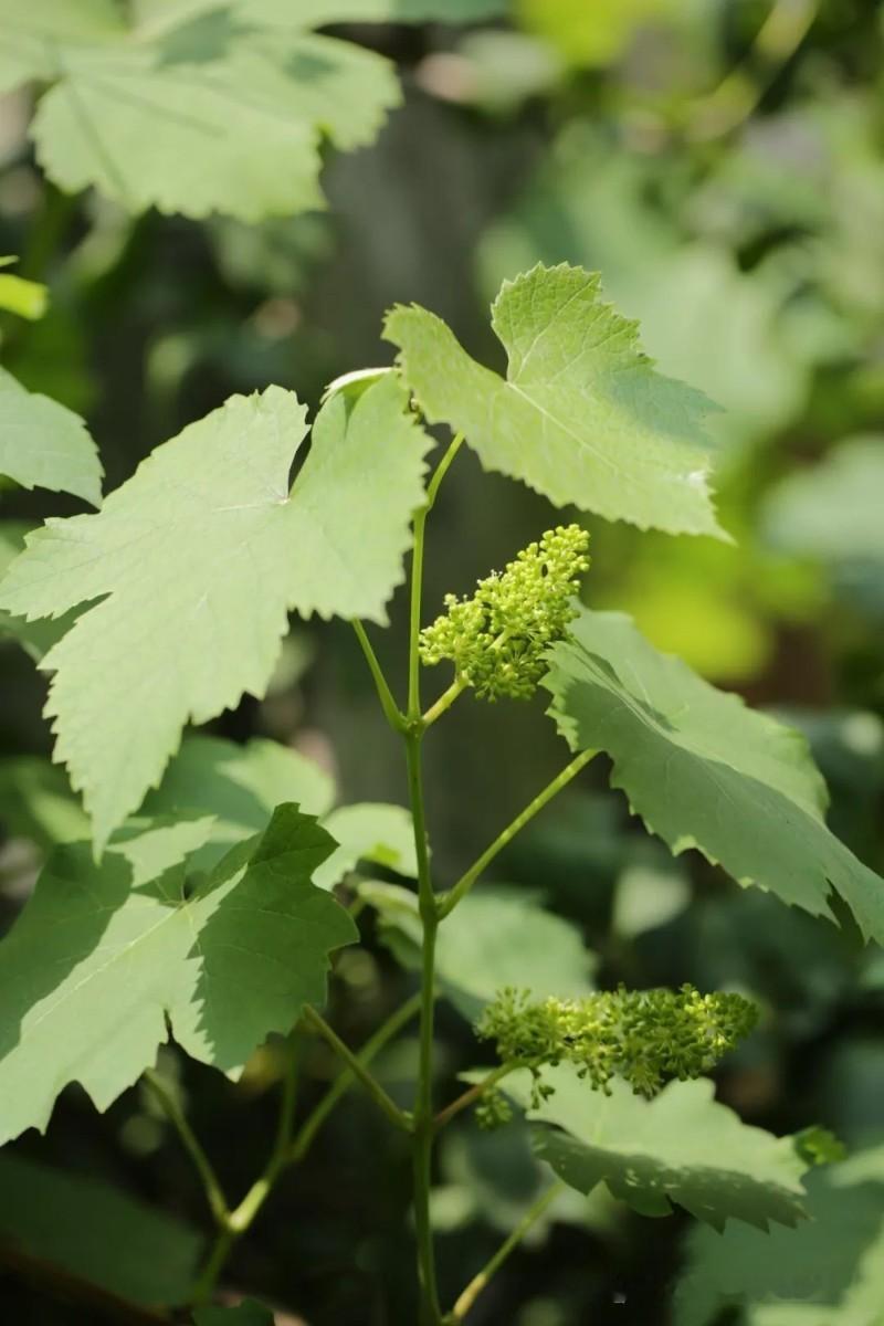 葡萄🍇的种植技巧1、土壤适宜。种植葡萄之前，为了提高产量和果实质量，要选择适宜