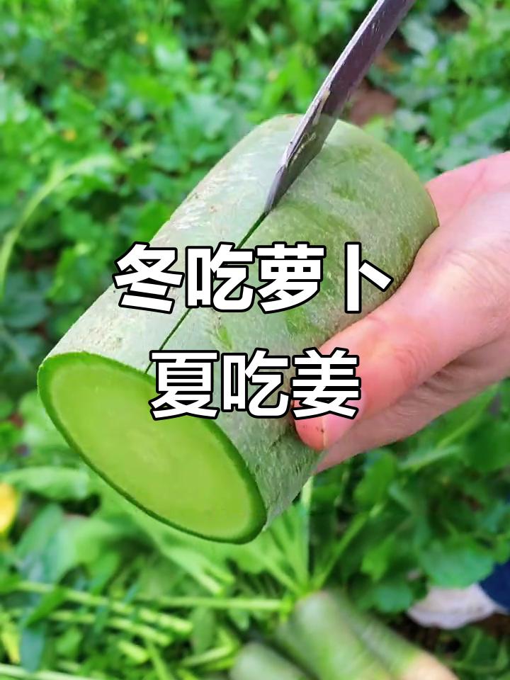 “冬吃萝卜夏吃姜，不用医生开药方”，老祖宗的养生智慧，藏着顺应时节的门道