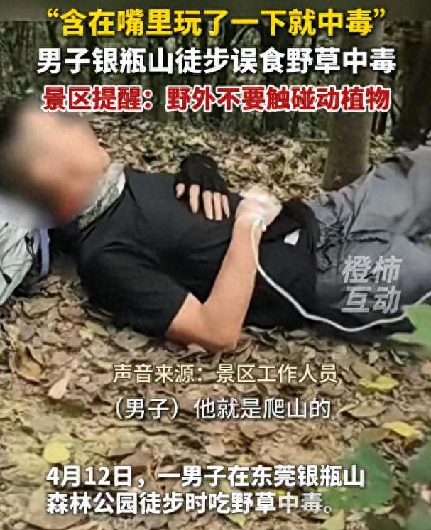 “悲剧还是发生了！”广东东莞，一男子徒步途中，随手扯了一片路边的一株野草叶子，然