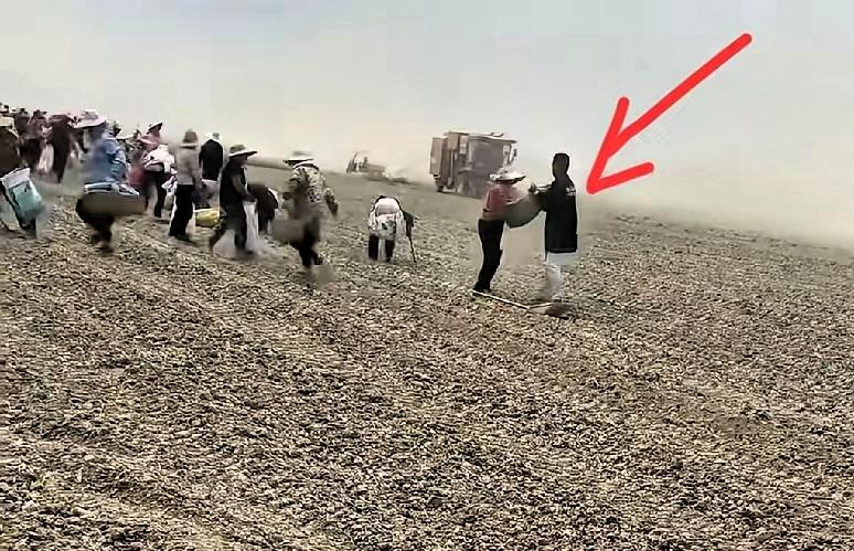 收割还没有完成，大批村民蜂拥而至，在地里疯狂捡拾，种植户上前驱赶无效，情急之下拿