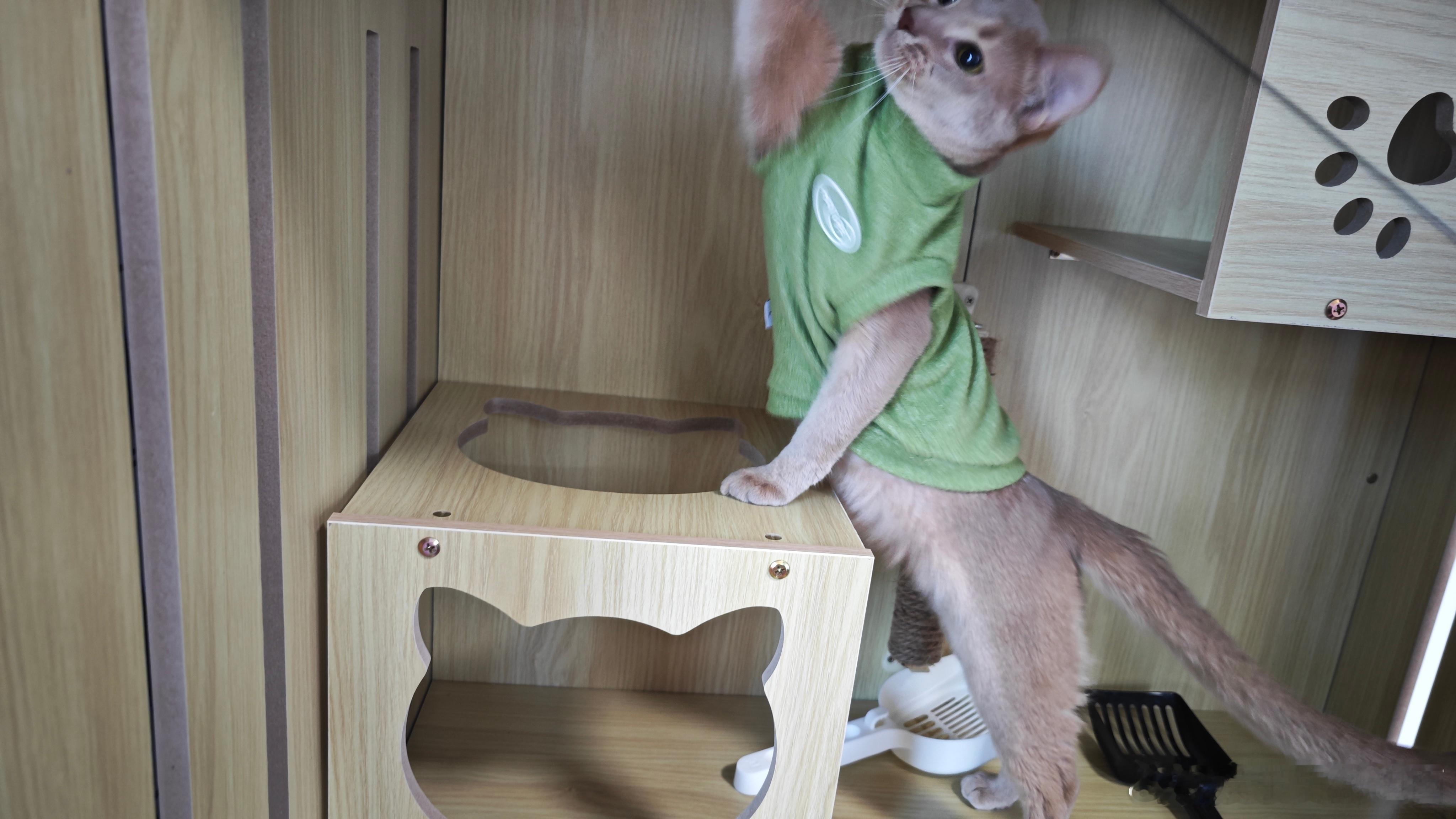 准备为儿子购入同款小猫咪衣服