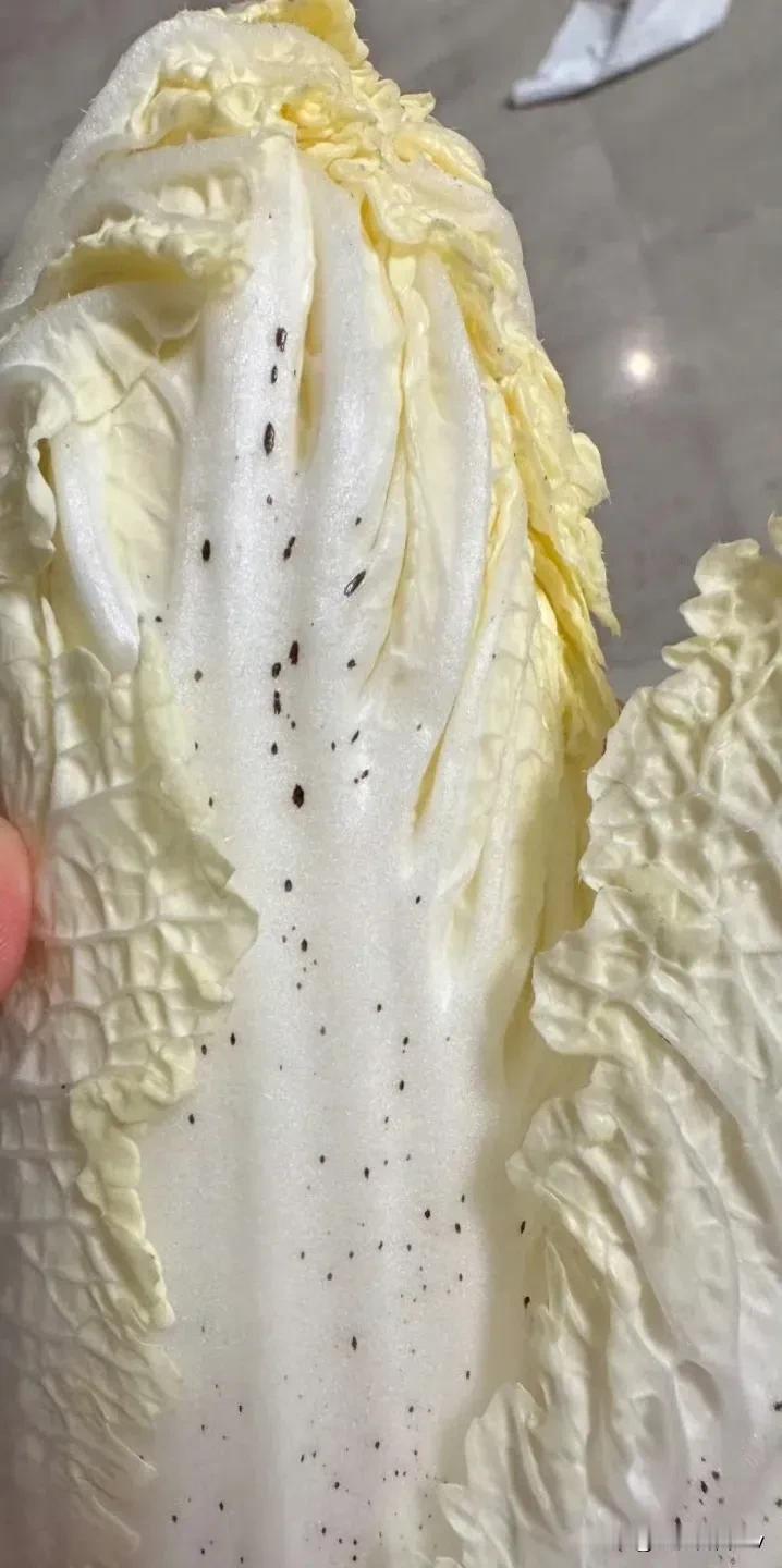 家人们，吃麻辣烫时发现白菜上有黑点点，是不是瞬间纠结到不行？扔了怕浪费，吃了又怕