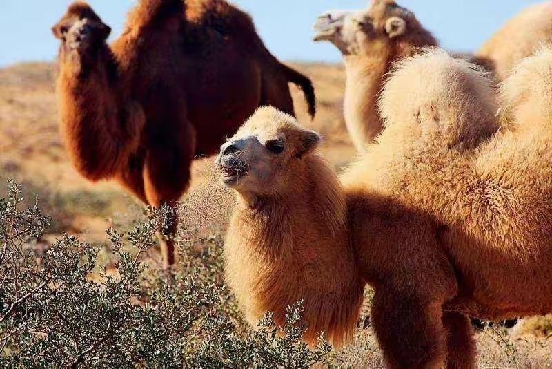 你相信驼乳粉吗？几年前我的亲戚曾被人洗脑，从网上买了几千块钱的驼乳粉，是一家西