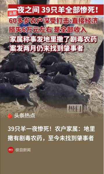 🌞极目新闻5月1日报道“整整39只羊，一夜之间全被毒死了！”山西老两口怀疑