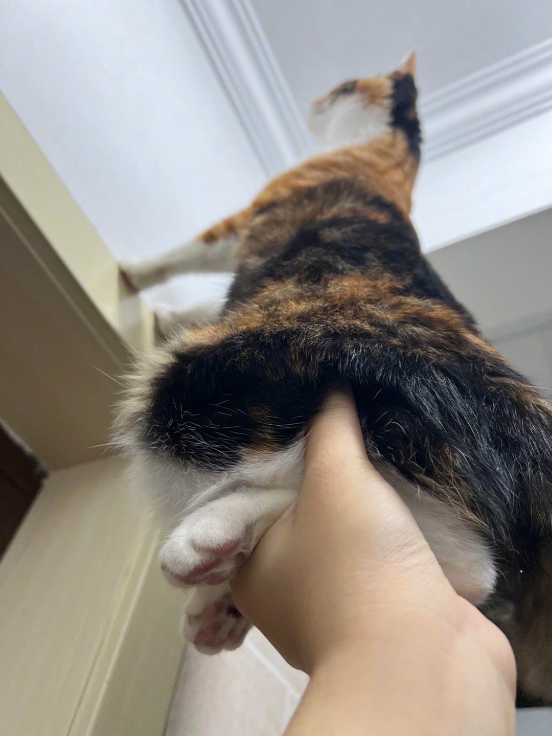 一代猫有一代人的托举​​​