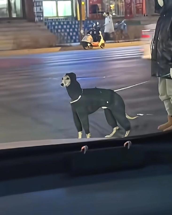 最近几天，沈阳的天气确实很冷，很多喜欢宠物的朋友，大半夜的还要带着宠物去楼下溜溜