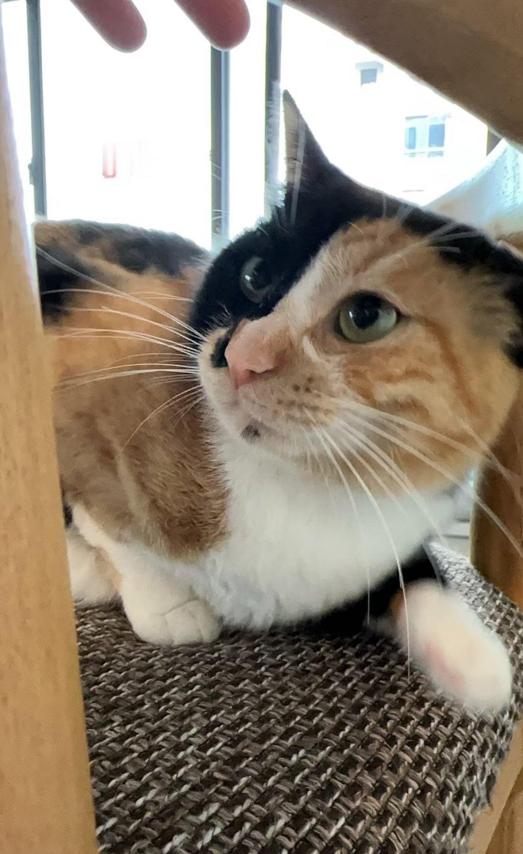 迷惑，一到晚上就躺这睡觉，她这样很舒服么？萌宠