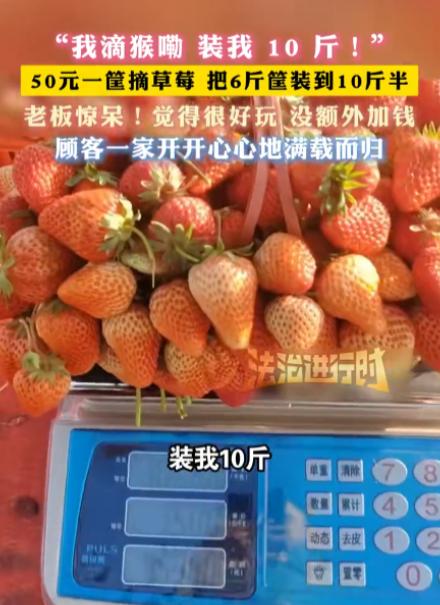 安徽，一女子带孩子们去草莓园摘草莓，老板说50元一篮子，装多少算多少，不料，女子