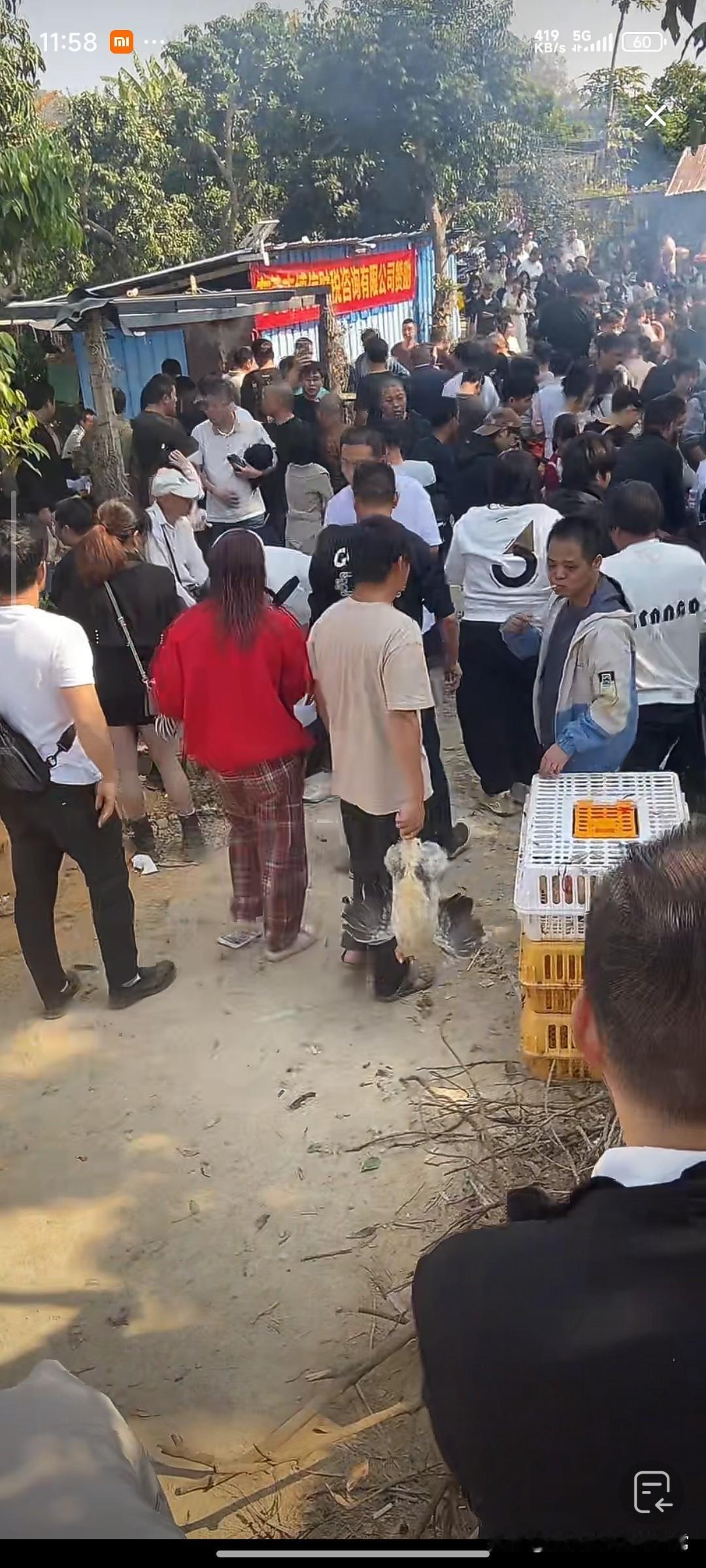 东莞千人疯抢免费窑鸡！拔毛现场堪比春运今天被东莞大岭山这个“千人窑鸡宴”震