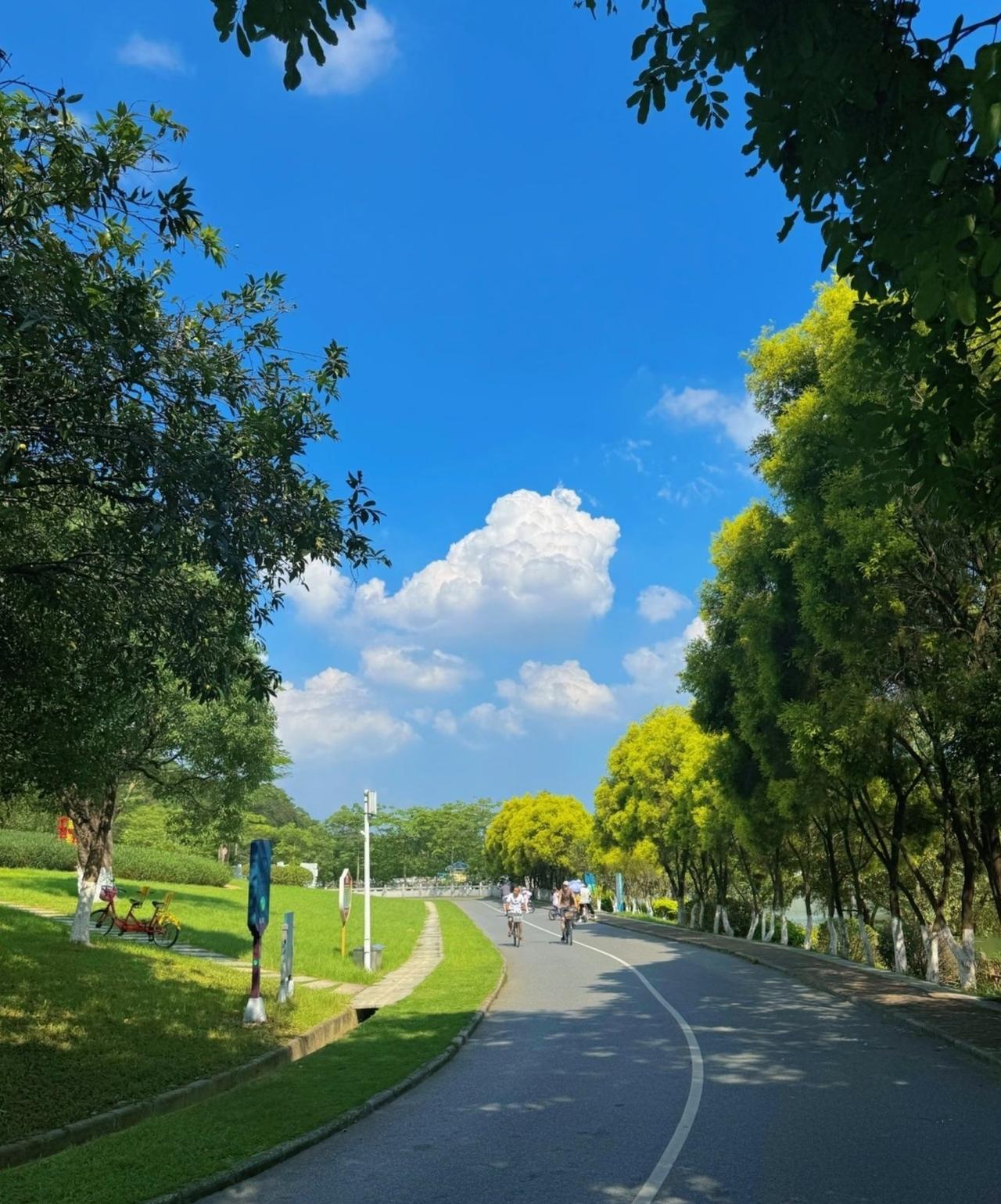 大夫山拱桥路！吸氧散心好去处📍广州番禺大夫山森林公园-拱桥道路番禺大夫山