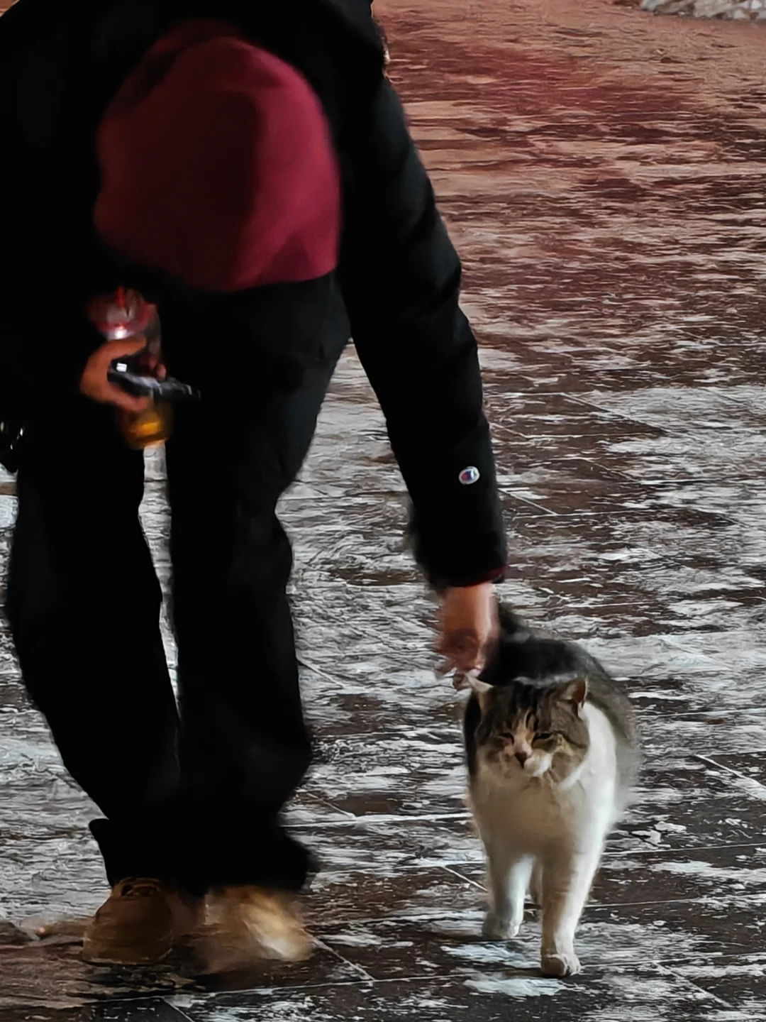 在吉林被一只胖猫诈骗了