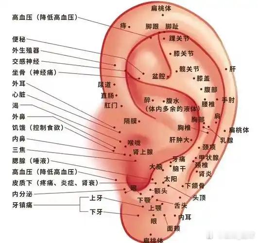 揉耳歌耳垂揉揉健头脑耳轮轻捏气血调耳窝按压安脏腑耳尖常拉防感冒神门穴按助深眠胃区