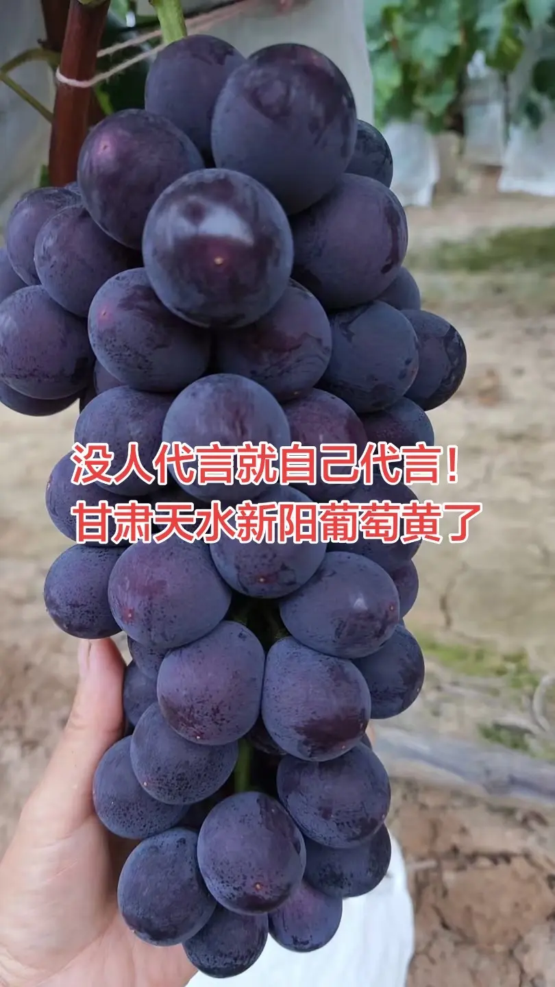 种葡萄的农民 乡村果园生活 自家果园种植