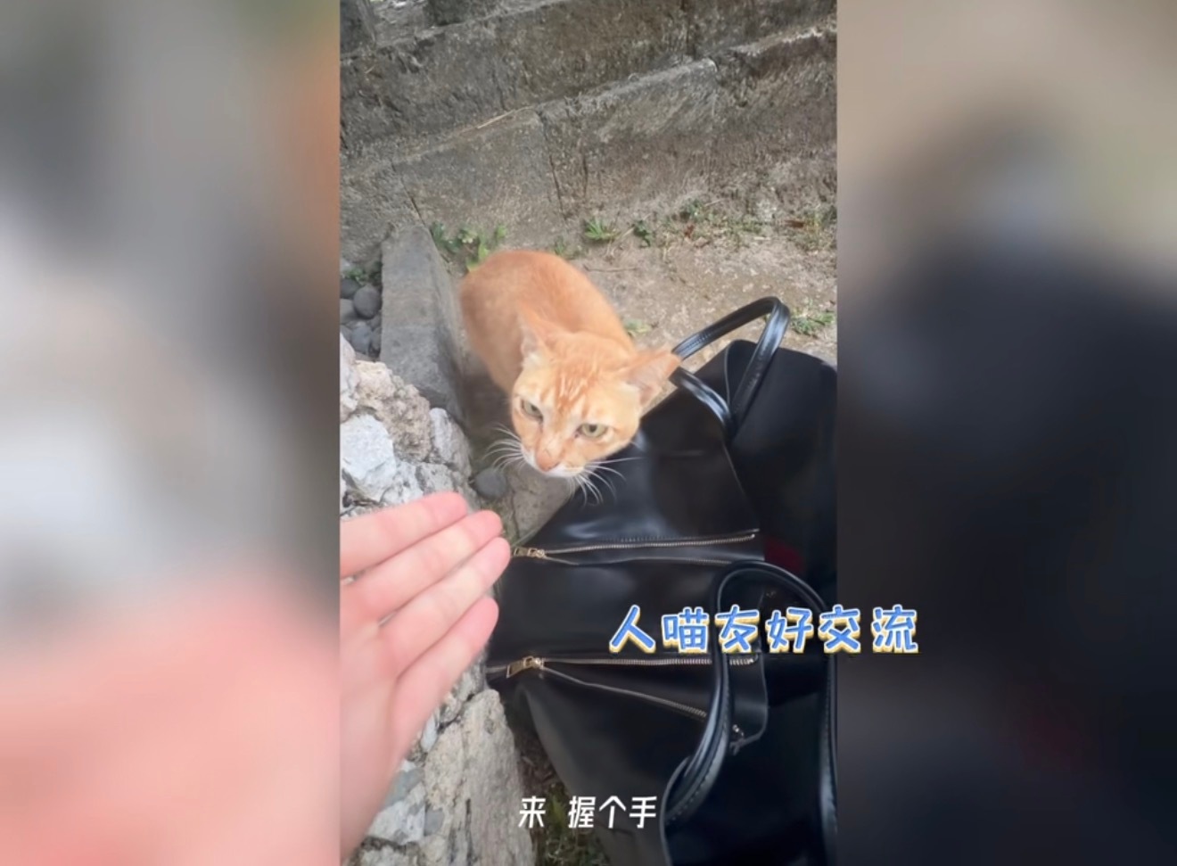 我妈对训小猫到底有什么执念第一次见面不是让人家坐就是让人家握手，​​​