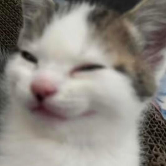 cvb901扛剧扛招商的国民女演员白鹿和国民品牌李宁很适配哦剧播红利➕1