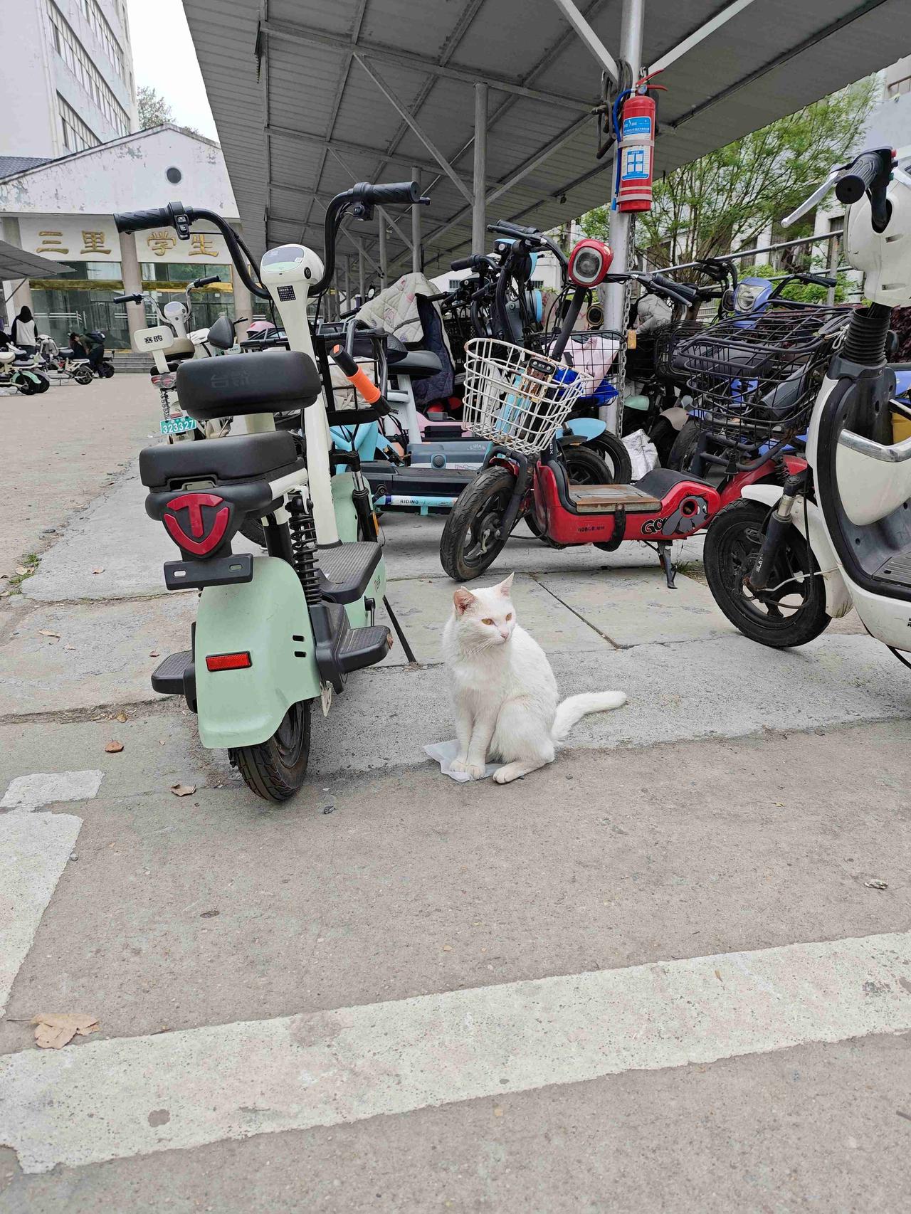 我的今日状态：😎自信酷炫我这里的天气：🍂微风车棚旁，一只通体雪白的猫咪