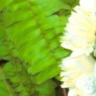 豆角的种植方法简述如下：一、选地与整地：选择土层深厚、肥沃疏松、排水良好的土壤，