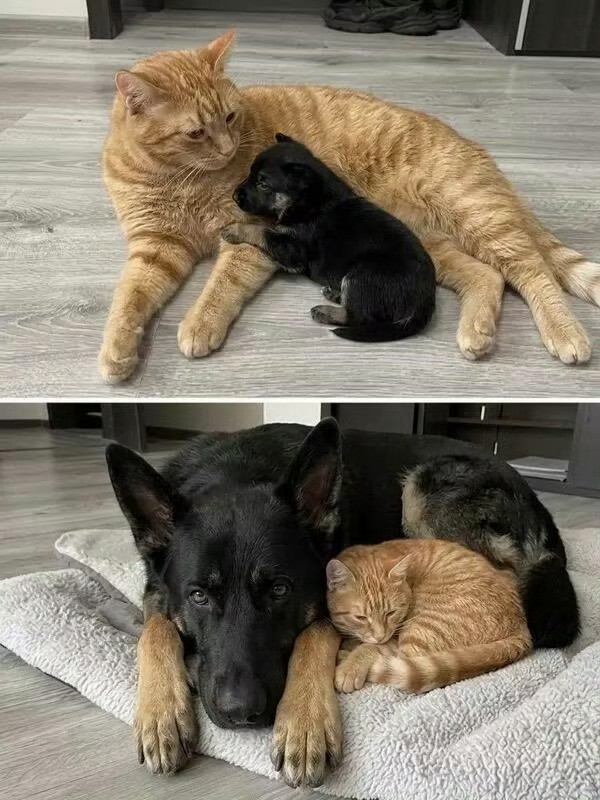 猫咪长小了，狗子长大了