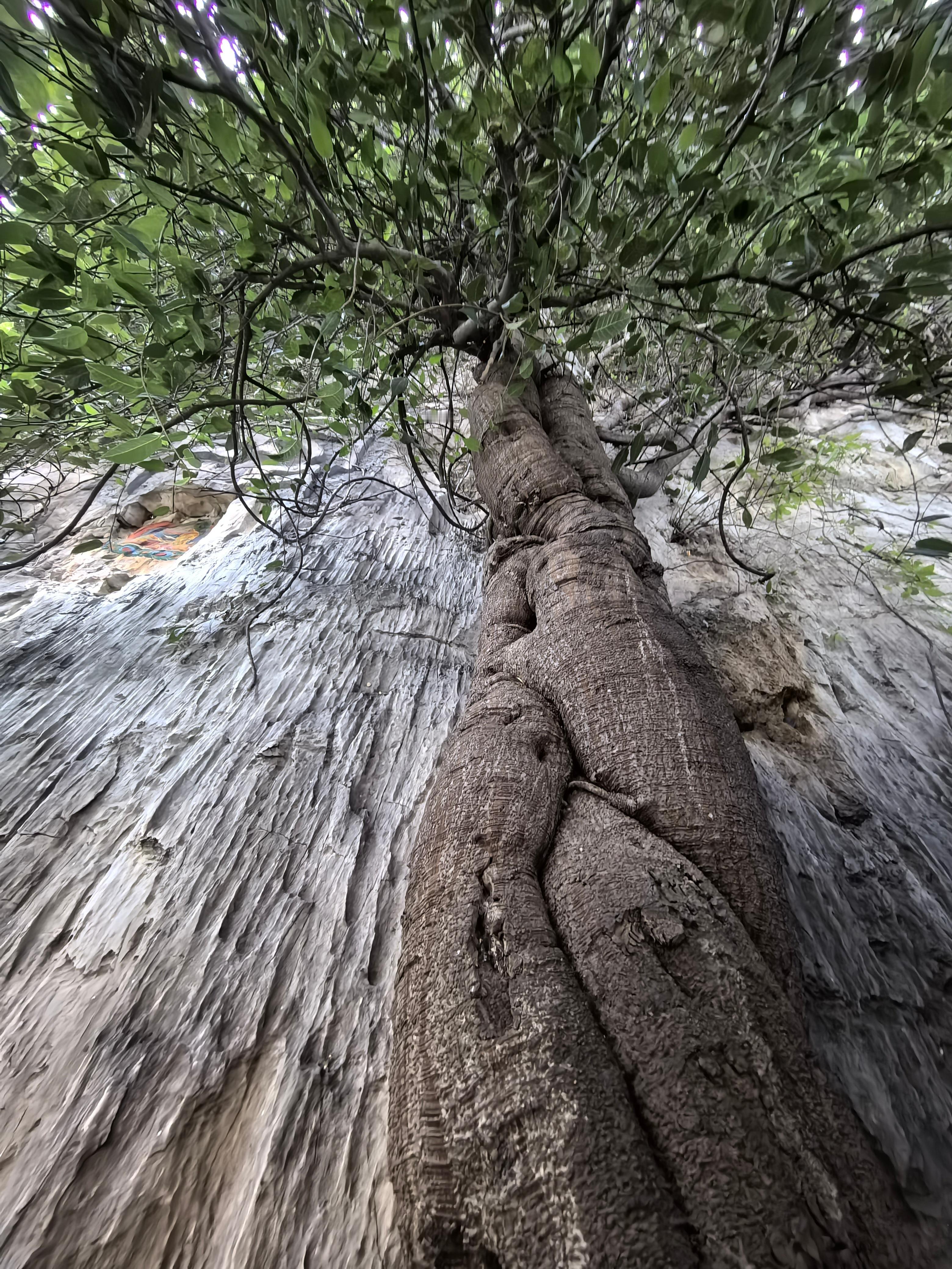 在云南迪庆州香格里拉市的西北部，深藏着一处神奇秘境巴拉格宗景区，这里是香格里拉的