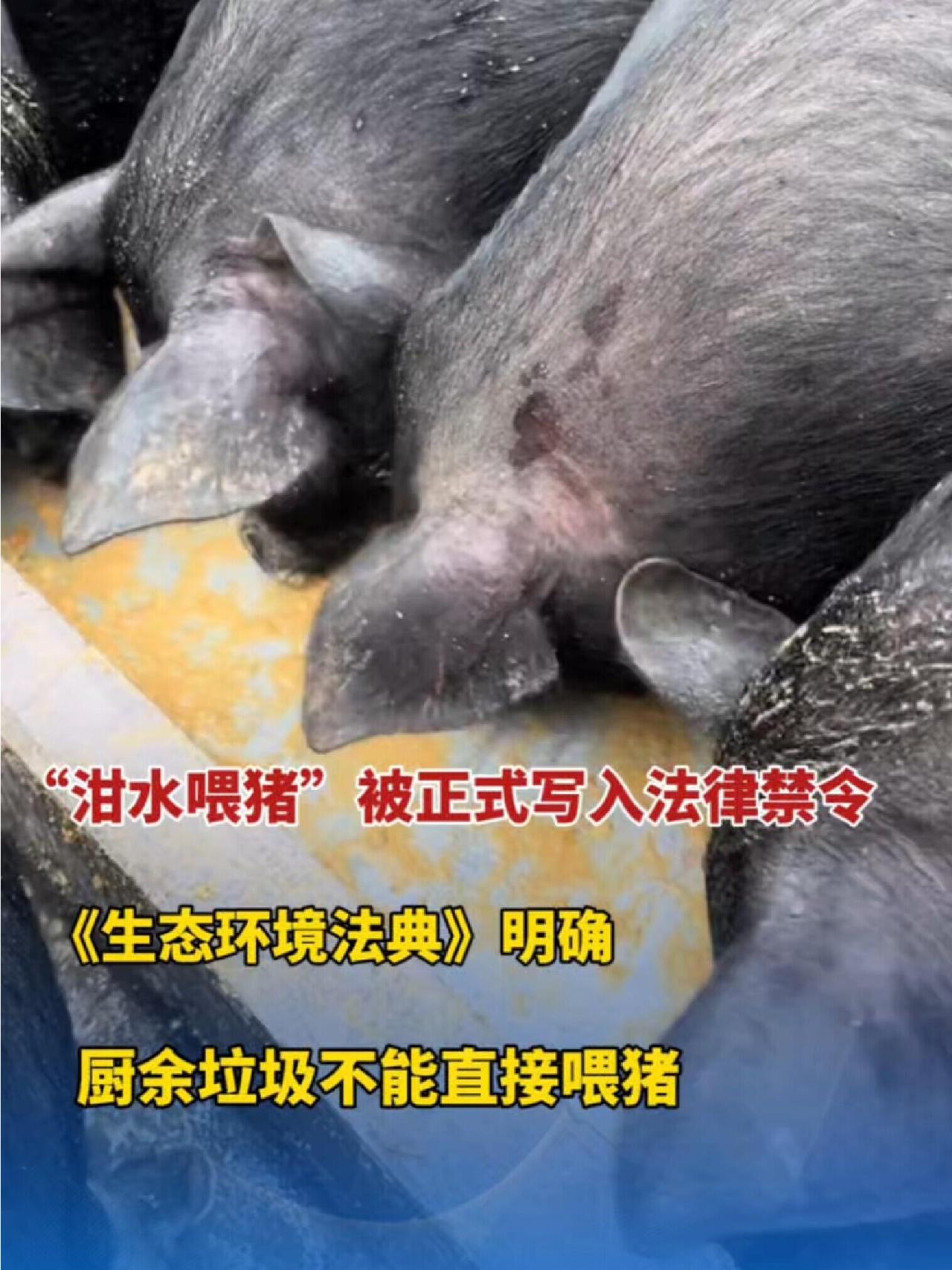 最近“泔水喂猪违法”的新规一出，网上直接炸锅了。有人调侃“二师兄家亲戚当官了”