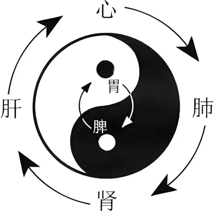 脾胃肝不适速判与仲景方参考：拉稀、屁多、便秘对症解记住这组对应关系，快速判