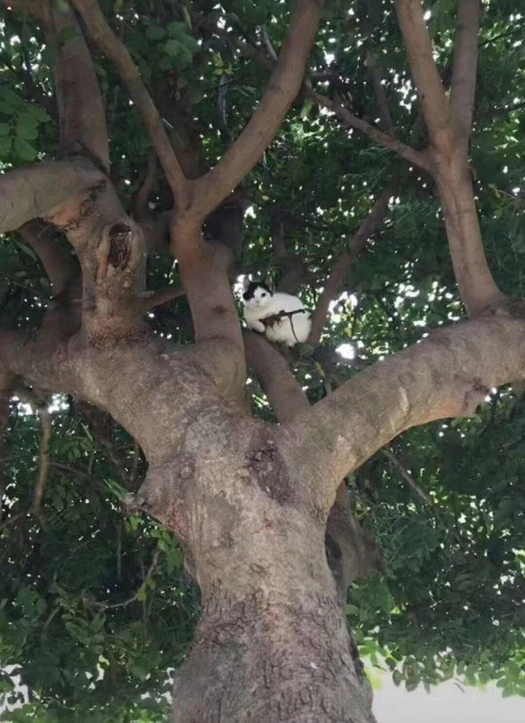 有只小猫要拿狙击枪狙击我