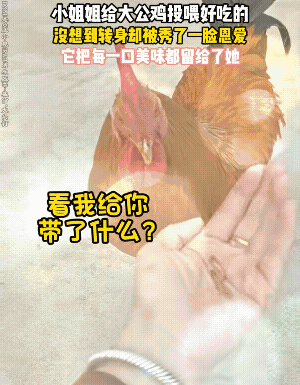 大公鸡用两条虫子，给全人类单身狗上了一课！刷到一个视频，博主摊开手掌，里面两条