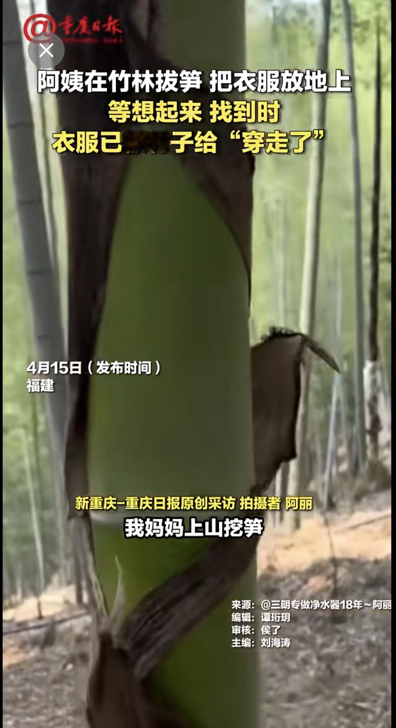 竹子生长速度太快了，拔地而起，衣服被竹子"穿跑了"！（来源：重庆日报）