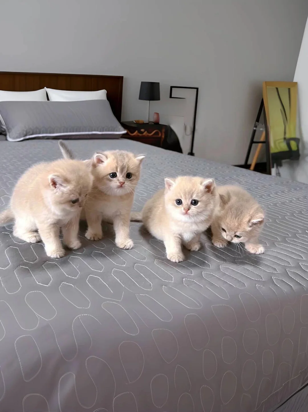 🇭🇰HK買貓💛一窩紫金BB～搵家長