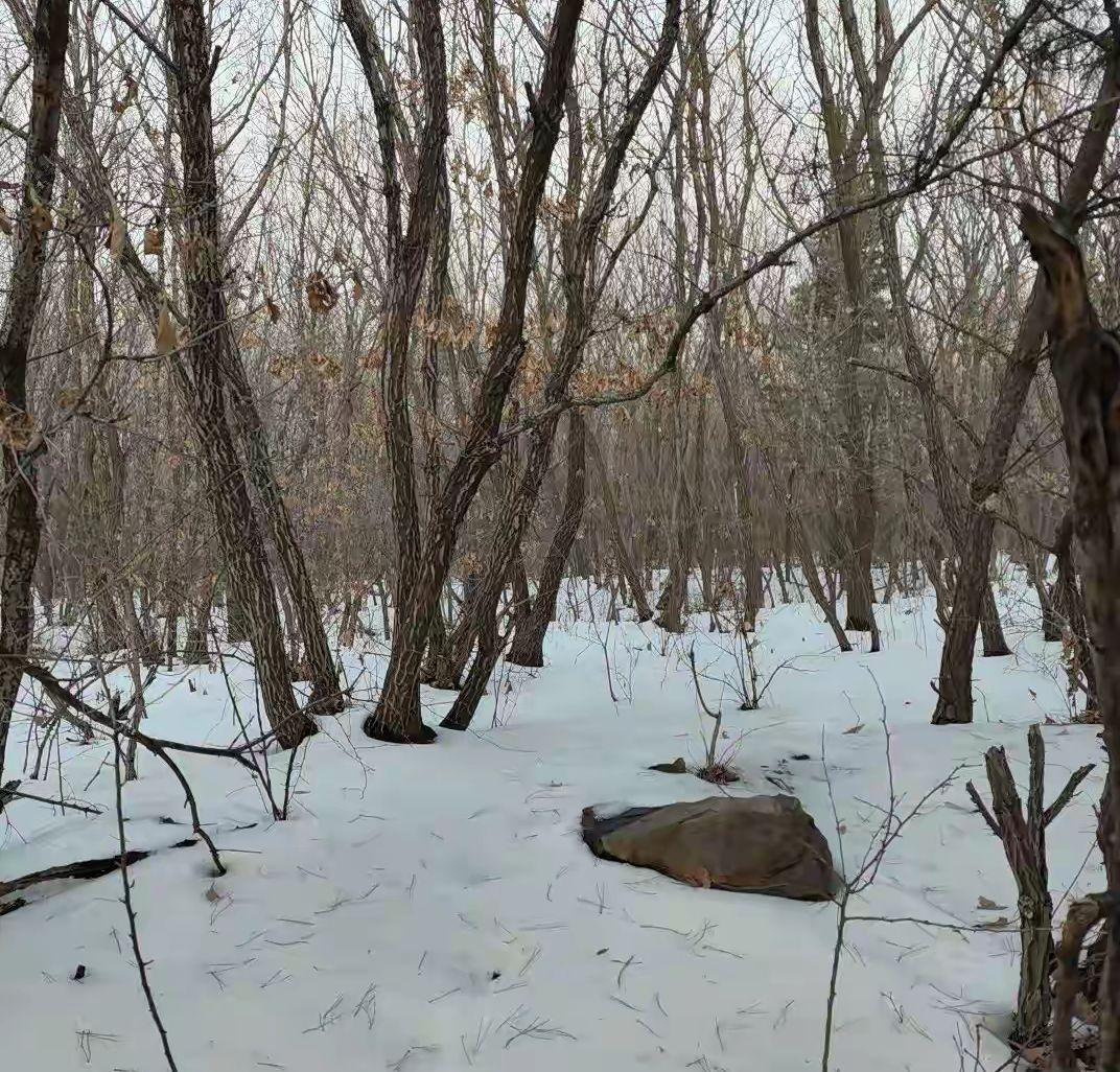 白雪无枝无叶百花飞，一片茫茫风漫吹。白雪原来天上物，下到人间再不归。