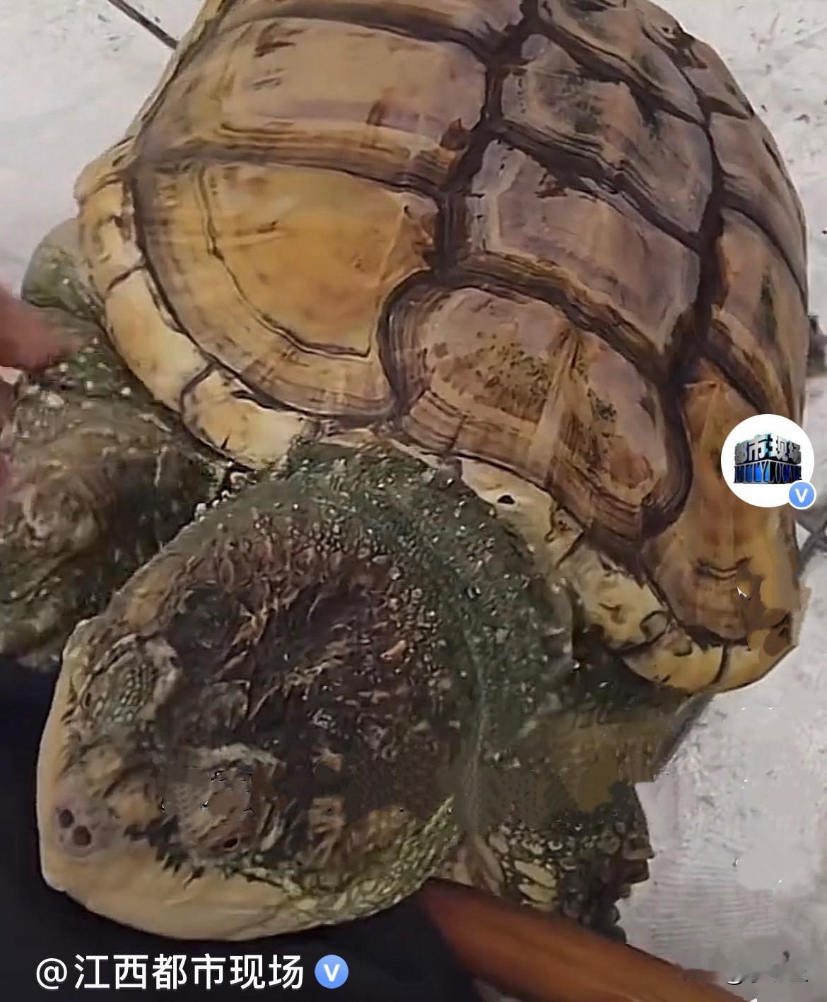 广东佛山的谭先生十年前养了一只鳄龟，本来是家人买来准备食用的，被谭先生阻止，手下