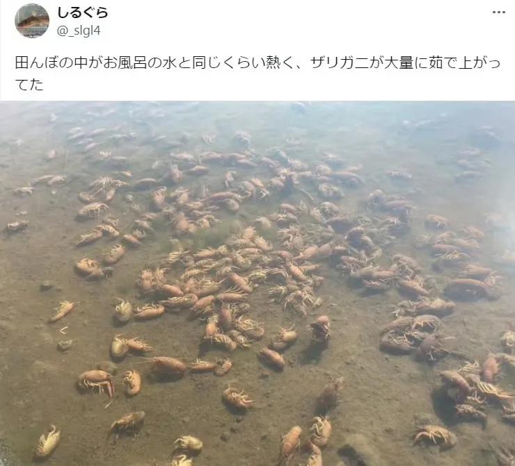 悲闻，网友说，最近日本实在太热，稻田里的水被晒得滚烫，里面的小龙虾都烫熟了！可惜