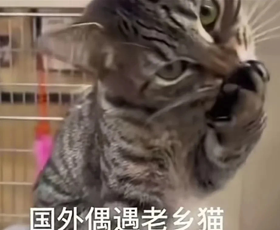 猫咪认出我是中国人，太神奇了一只缺耳朵的狸花猫，竟然在柏