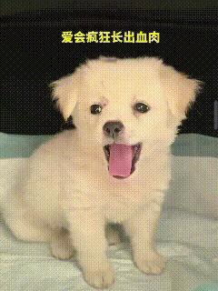 泪目了！母子三人出行时，偶遇流浪狗被多只喜鹊欺负，于是将其带回家收养，途中小男孩