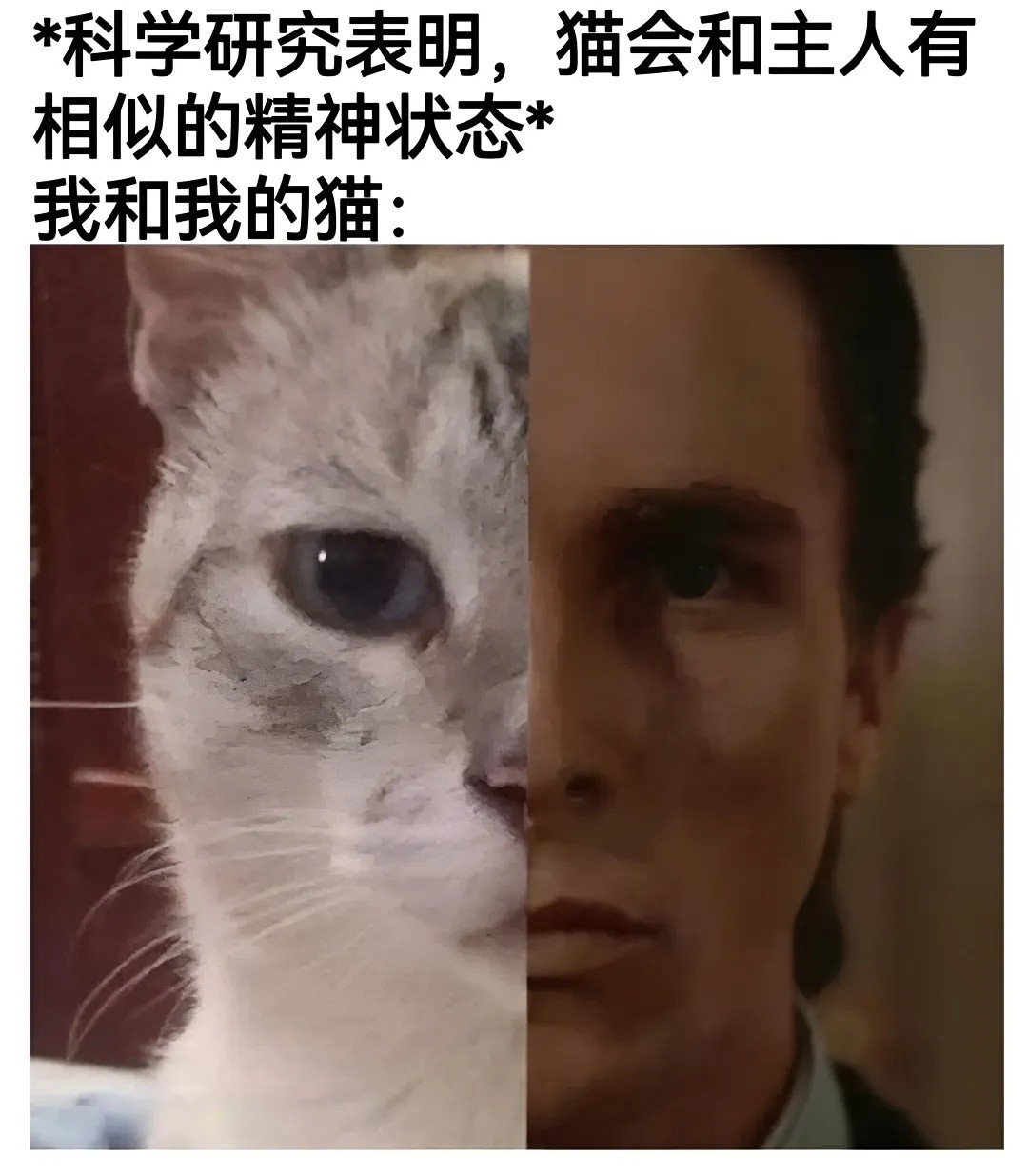 永远爱猫猫春日放个疯/一些猫meme​​​