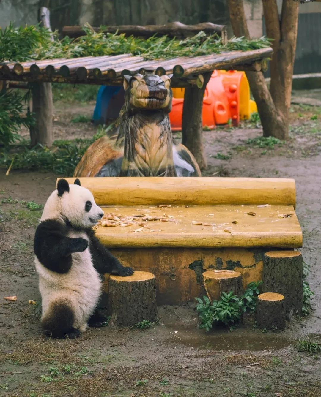 莽小五：姨姨，你们又来看我啦！坐，坐，坐！[鼓掌][鼓掌][鼓掌][小鼓掌