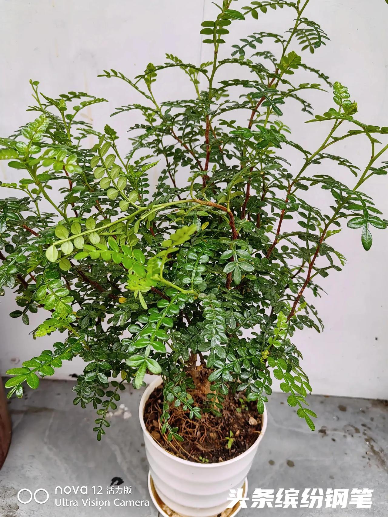 灵活就业15年养老金够花吗？够花。我交的灵活就业养老保险，我今年4