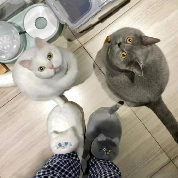 “不乖的话就会被拿来做成拖鞋哦”meme