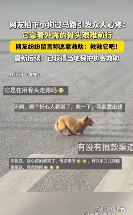“万物皆有灵！”5月8日，湖北黄石，一只断腿小狗在过马路时，因为没有力气，只能靠