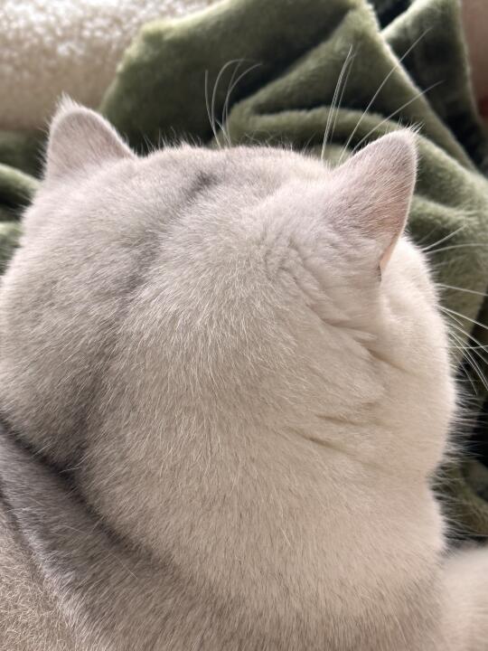 好完美的一颗猫猫头