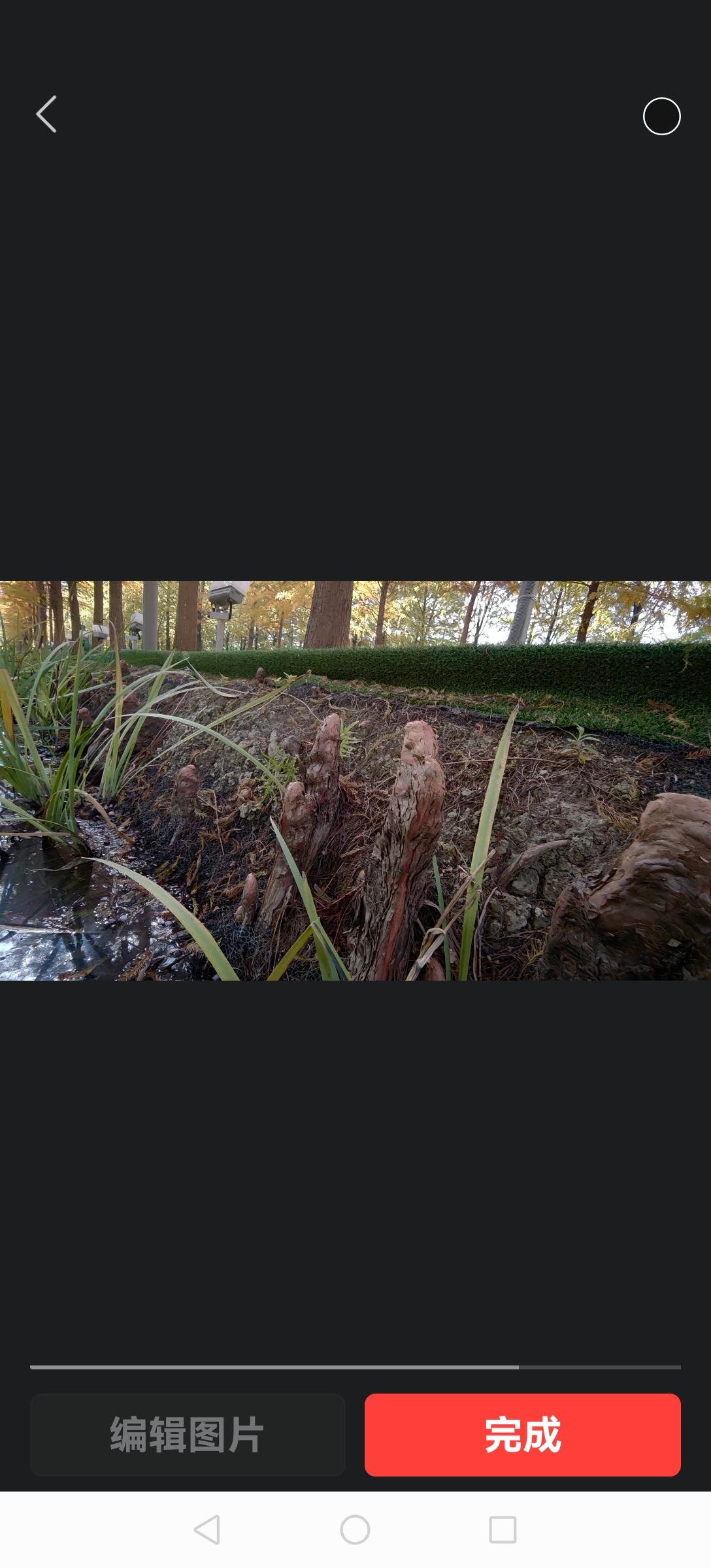 冬日生活打卡季今天在一公园里发现：一排笔直的水杉树根旁边长出很多顶上光滑周围毛绒