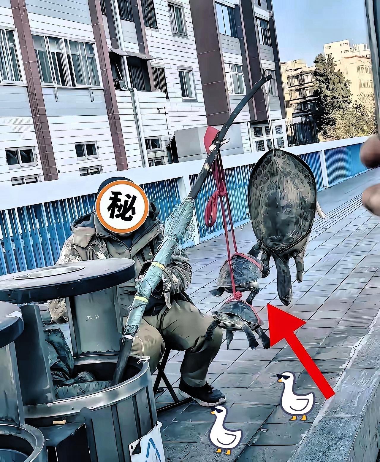 有人较真了。​直接蹲守到大半夜，终于把街头卖甲鱼这伙人的底细摸清了。​白天，