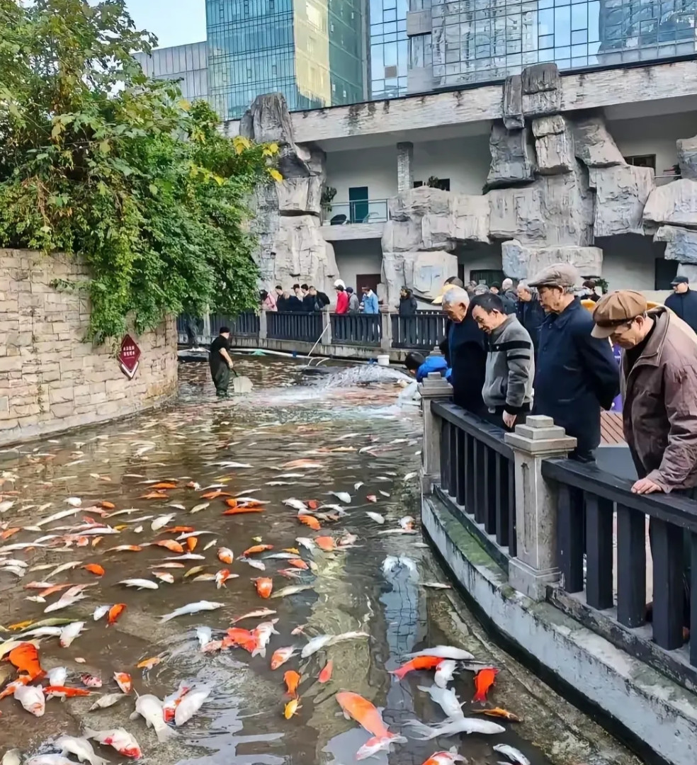 重庆公园里锦鲤大面积死亡元凶浮出水面！据说是一四十多岁大叔，因眼馋别人在公园里