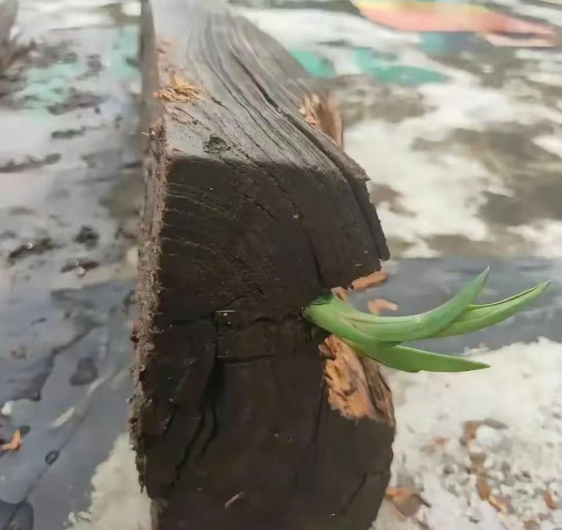 枯木又逢春？还有什么不可能呢？
