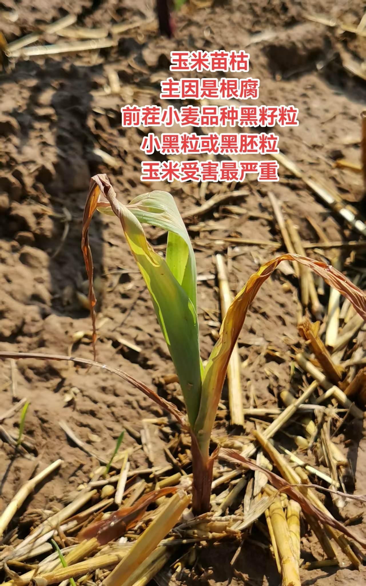 玉米苗枯主因是根腐前茬小麦品种黑籽粒小黑粒或黑胚粒玉米受害最严重#玉米