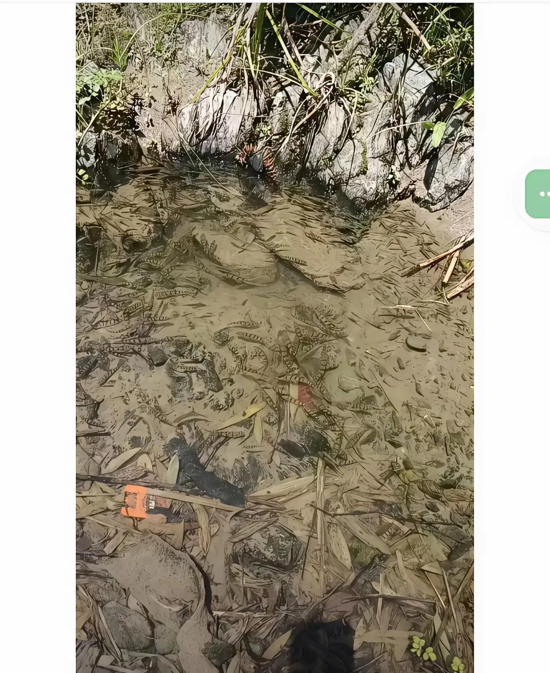 发现一个好地方，忘记带鱼竿了咋钓回家？