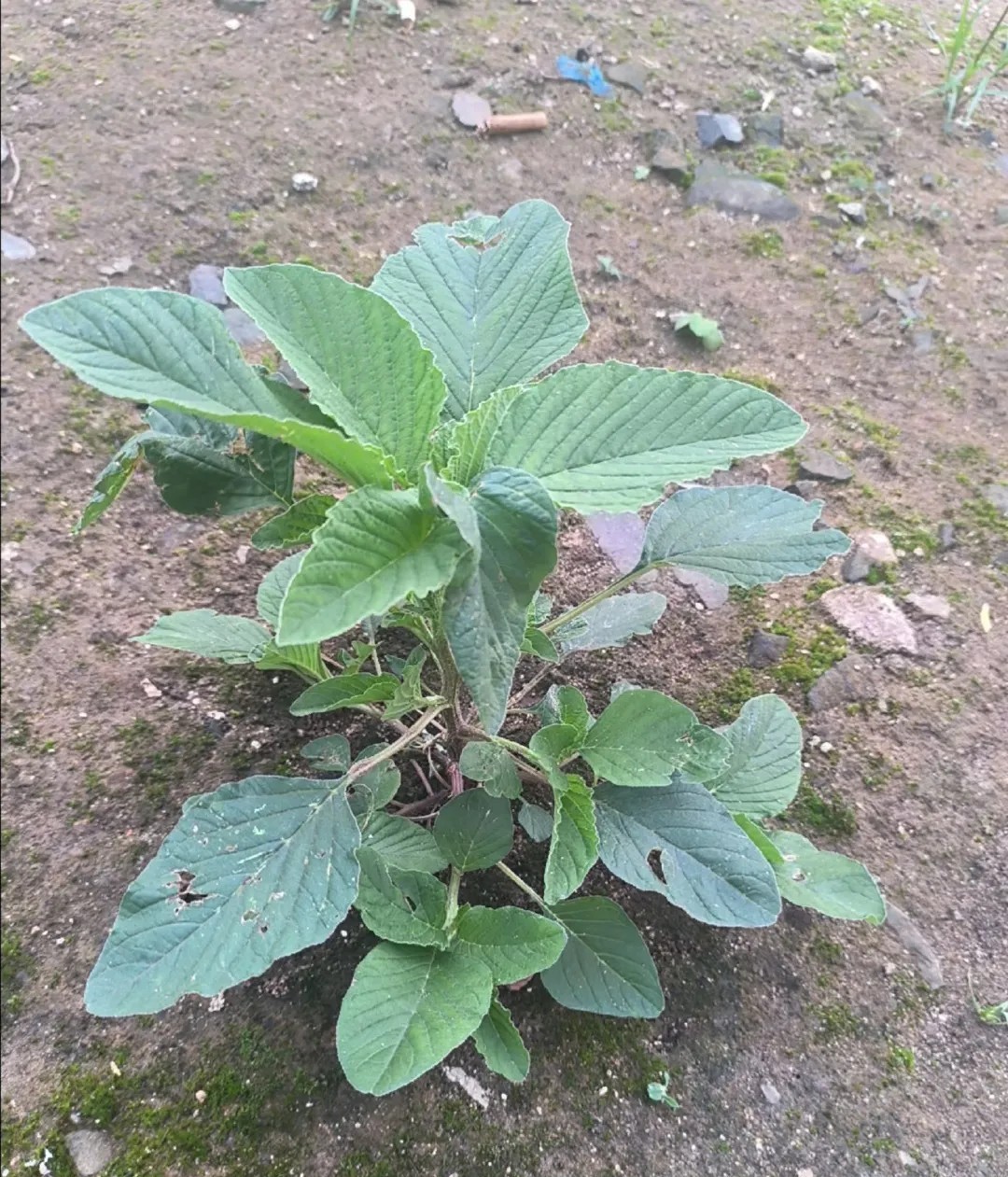夏天野外一道美味野菜，可以和面条一起煮，可以凉拌，非常爽口！你们知道他叫什么名字