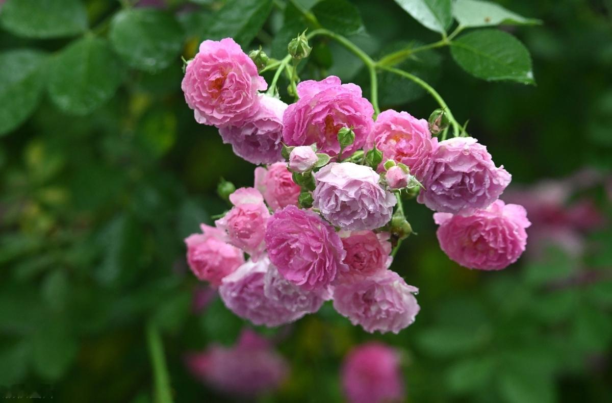 一个人的自愈的能力越强，才越有可能接近幸福。做一个寡言，却心有一片海的人，不伤人